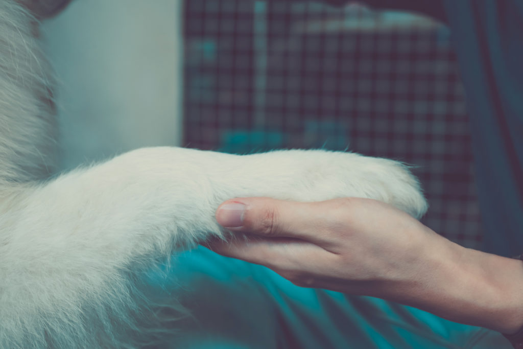 Doral, FL Veterinary Services The Pet Care Clinic Of Doral