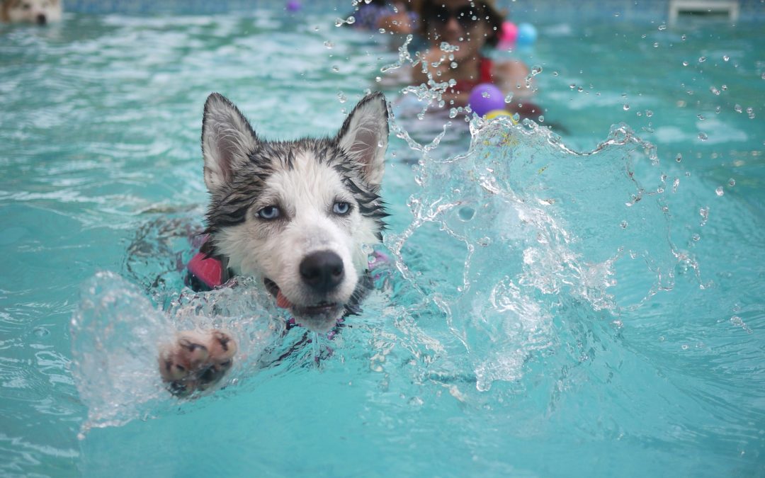 Protect Your Pets with These Water Safety Tips