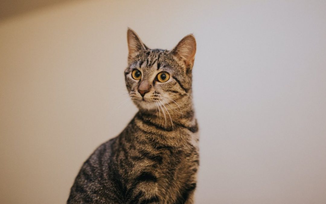 Could Your Cat’s Hairballs Indicate a Serious Issue?