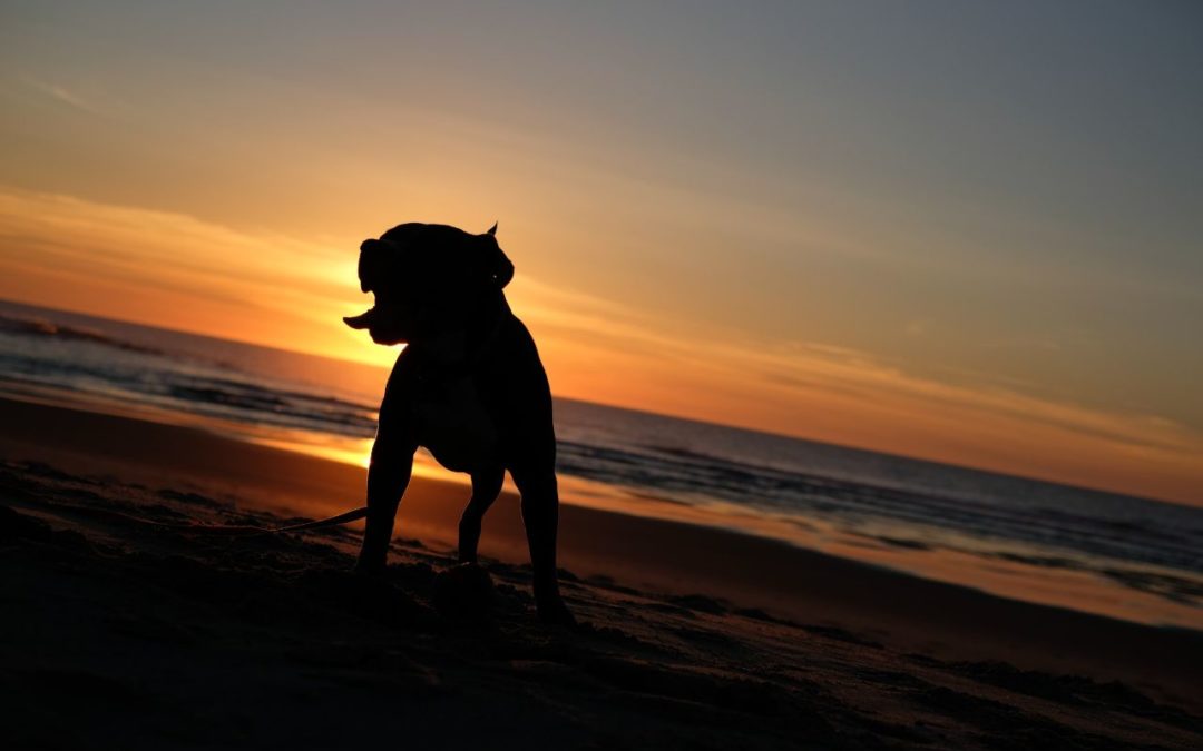 Keep Your Dog Safe at the Beach This Summer