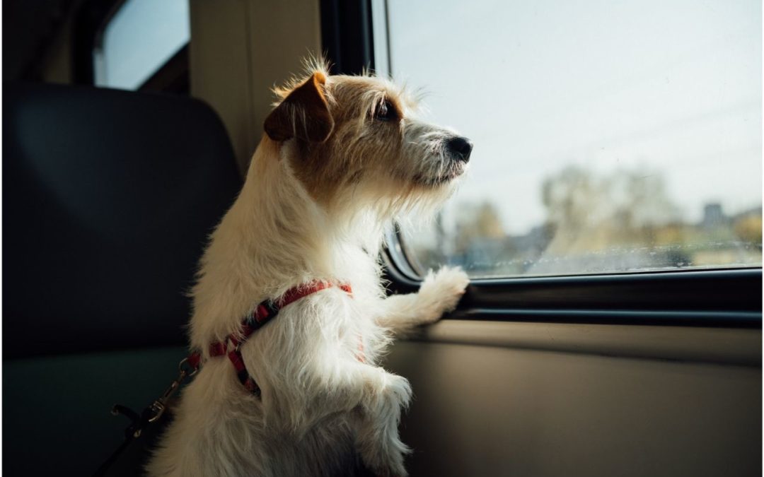 How to Prepare for Traveling with Your Pet