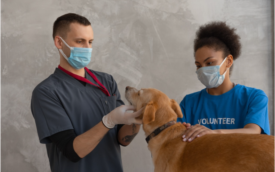 Veterinarian and vet tech examining a dog.
