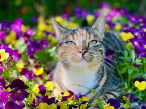 Mixed tabby cat sitting amongst flowers