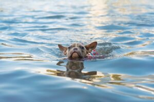 French bulldog going for a swim