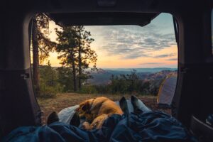 Large golden dog camping in the back of a vehicle