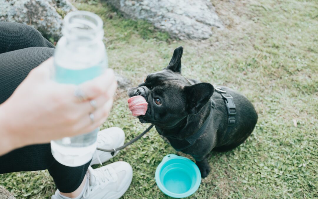 Make Sure Your Furry Pal Stays Hydrated Throughout the Summer