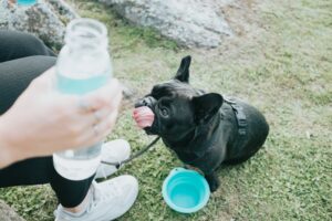 French bulldog and owner taking a rest from a walk and drinking water.
