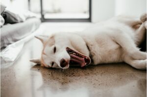 White Husky laying on ground while yawning