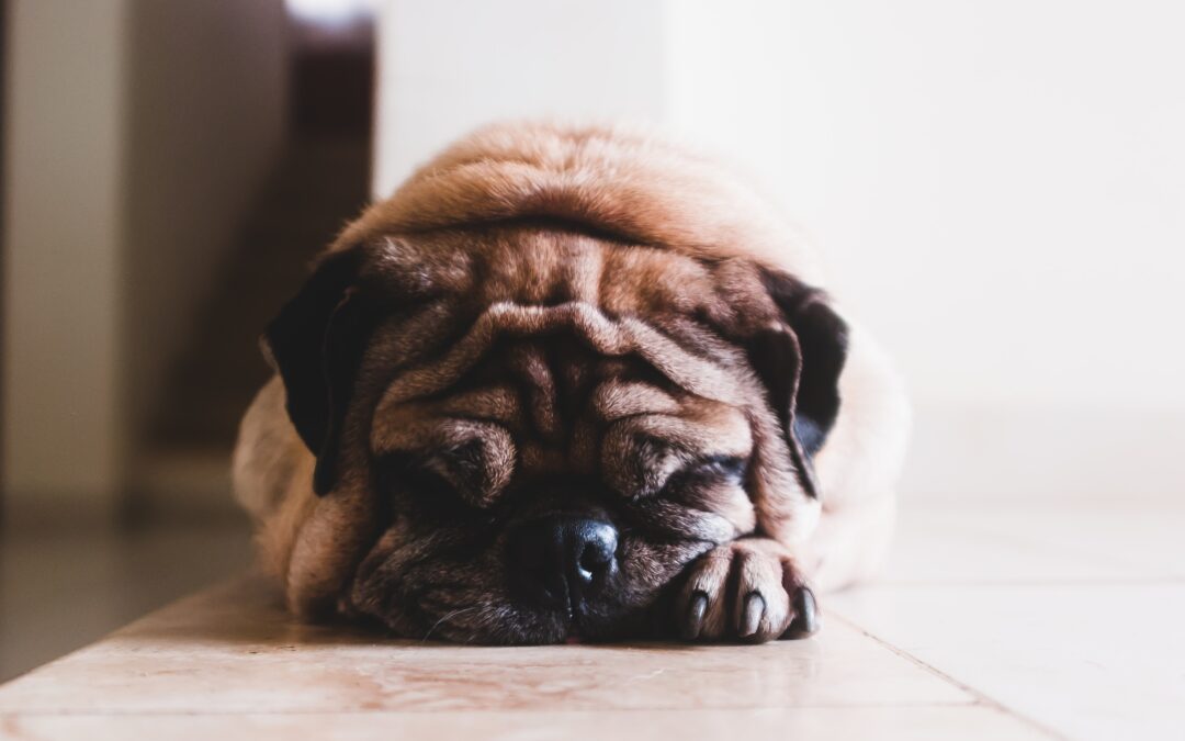 Wrinkly pug sleeping on a bed facing the camera